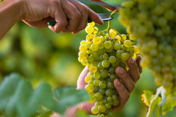 В США выпустили новый холодостойкий сорт белого винограда